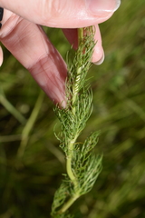 Tripleurospermum inodorum