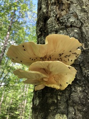 Pseudotephritis