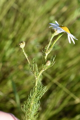 Tripleurospermum inodorum