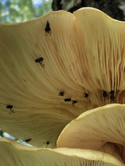 Pseudotephritis