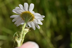 Tripleurospermum inodorum