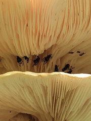 Pseudotephritis