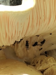 Pseudotephritis