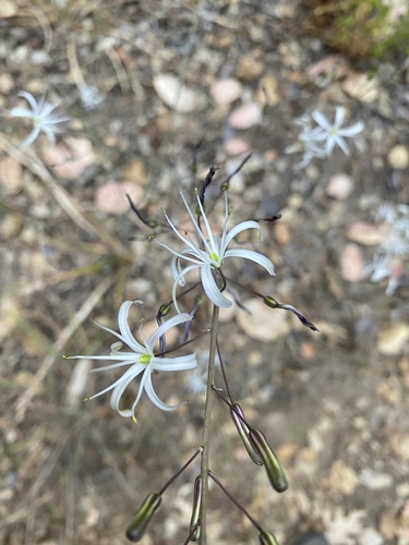iNaturalist observation photo of wavy-leafed soap plant