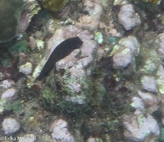 Ophioblennius macclurei