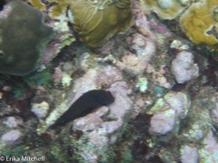 Ophioblennius macclurei