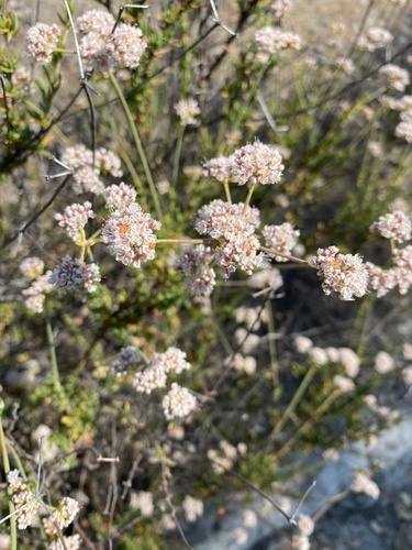 iNaturalist observation photo of California Buckwheat