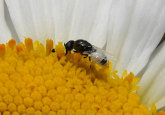 Nemotelus pantherinus