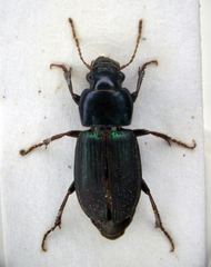 Harpalus affinis