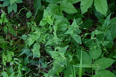 Stellaria nemorum