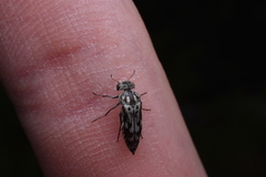 Yakuhananomia bidentata
