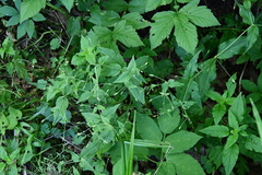 Stellaria nemorum