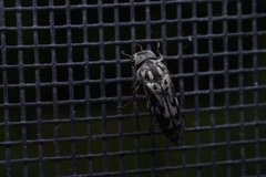 Yakuhananomia bidentata