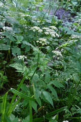Aegopodium podagraria