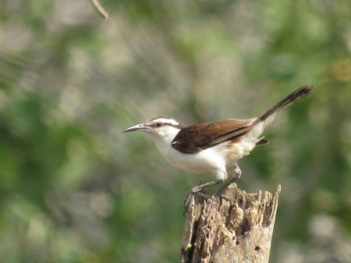 Bicolored Wren