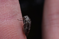Yakuhananomia bidentata