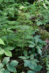 Equisetum sylvaticum