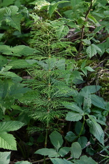 Equisetum sylvaticum