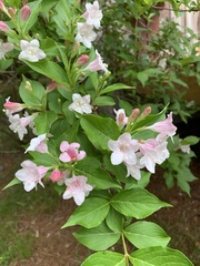Weigela floribunda