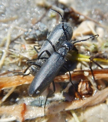 Epicauta murina