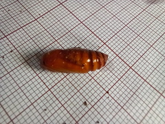 Agrotis segetum