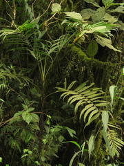 Chamaedorea linearis