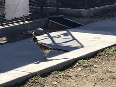 Geococcyx californianus