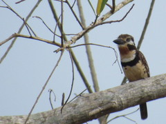 Hypnelus ruficollis