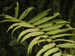 Chamaedorea linearis