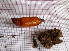 Agrotis segetum