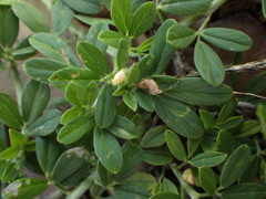 Stylosanthes biflora