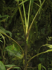Chamaedorea linearis