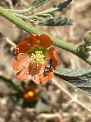 Lithariapteryx abroniaeella