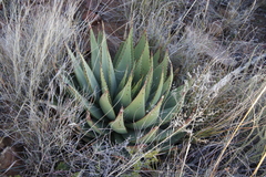 Aloe broomii