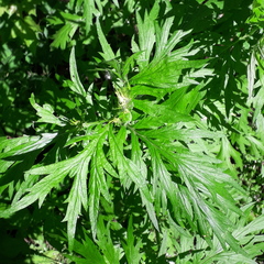 Artemisia vulgaris