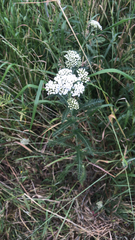 Achillea millefolium