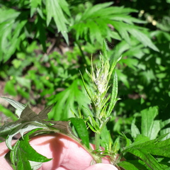 Artemisia vulgaris