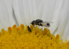 Nemotelus pantherinus