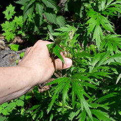 Artemisia vulgaris