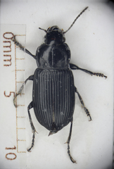 Harpalus attenuatus