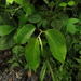Begonia holtonis - Photo (c) Mateo Hernandez Schmidt, algunos derechos reservados (CC BY-NC-SA), subido por Mateo Hernandez Schmidt