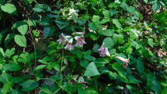 Podranea ricasoliana