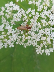 Pidonia lurida