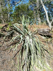 Dasylirion berlandieri