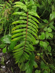 Blechnum cordatum