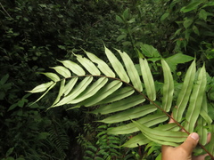 Blechnum cordatum