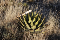 Aloe broomii