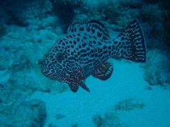 Mycteroperca venenosa