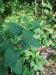 Teucrium scorodonia