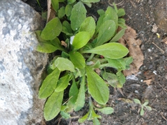 Tracheophyta